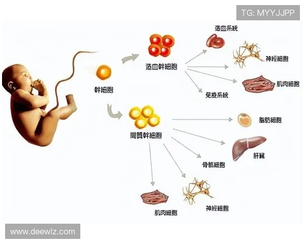 足球明星运动寿命的秘密与影响因素探讨